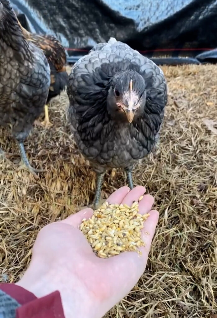 02152023 halfway homesteaders Pullets Mash 3 e1734997169838