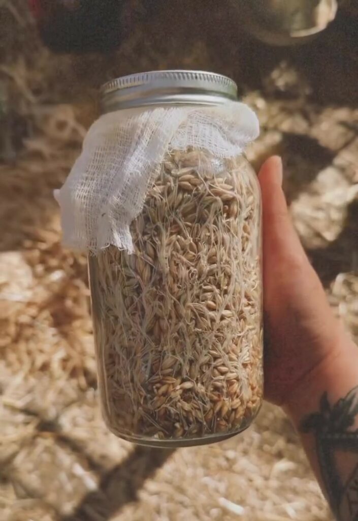 06252023 mingmingchou Sprouting Barley frame at 0m6s