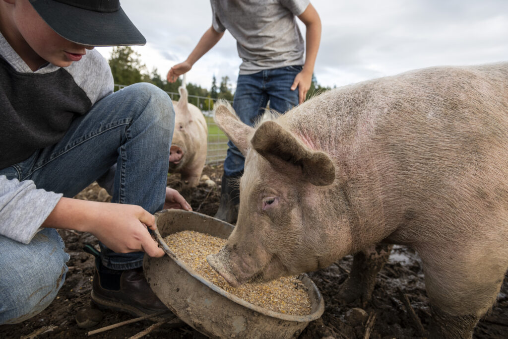 ScratchandPeck Pigs 8507282 scaled