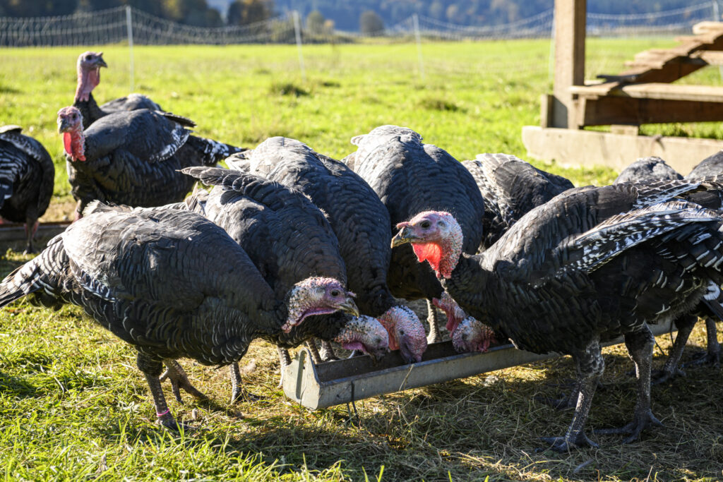 ScratchandPeck Turkeys 8507810