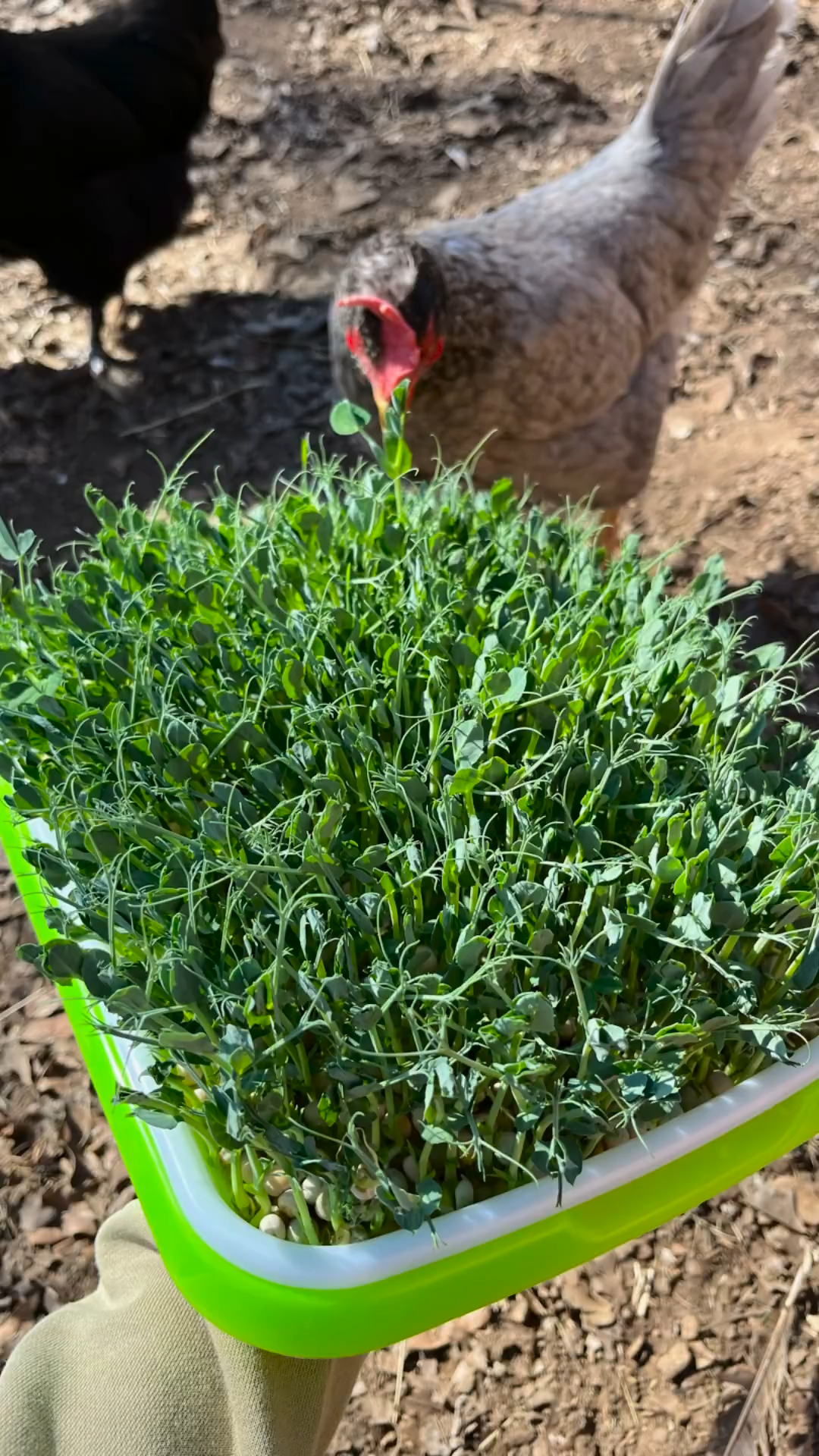 Organic Peas - Scratch & Peck Feeds Organic Peas - Image 4