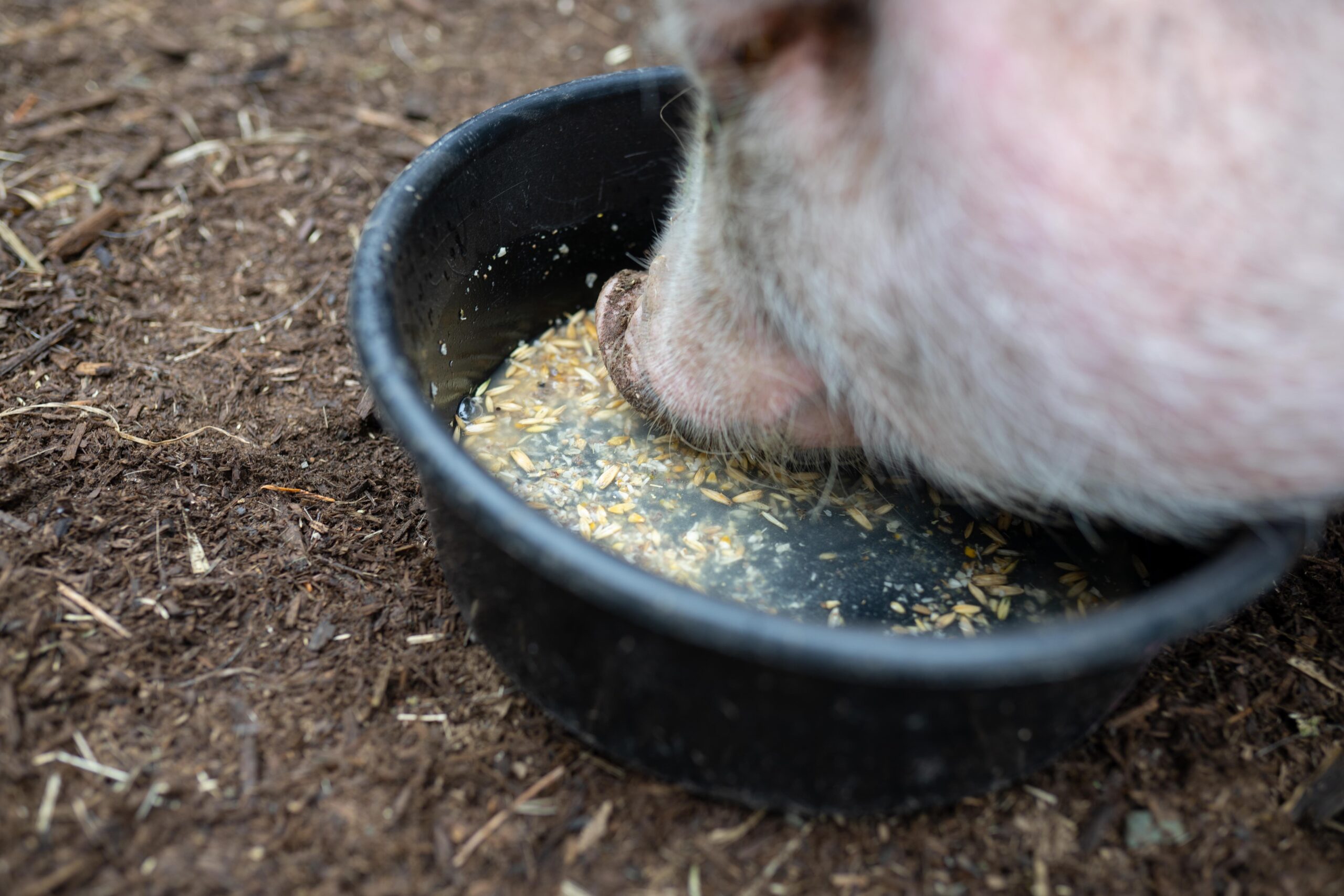 Scratch and peck mini pig food hotsell