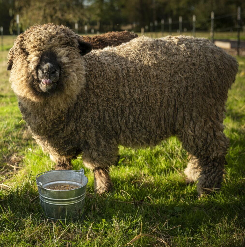 sheep near sheep feed bucket