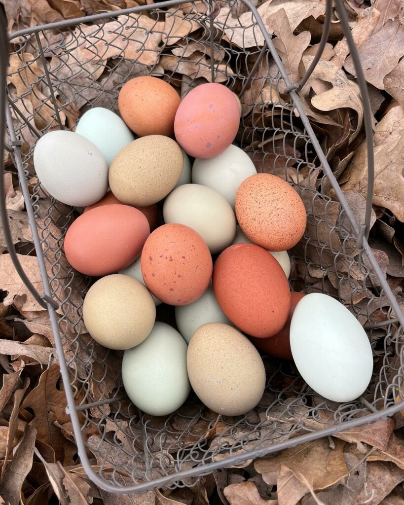 02 11 2024 williams farm Eggs Basket Autumn