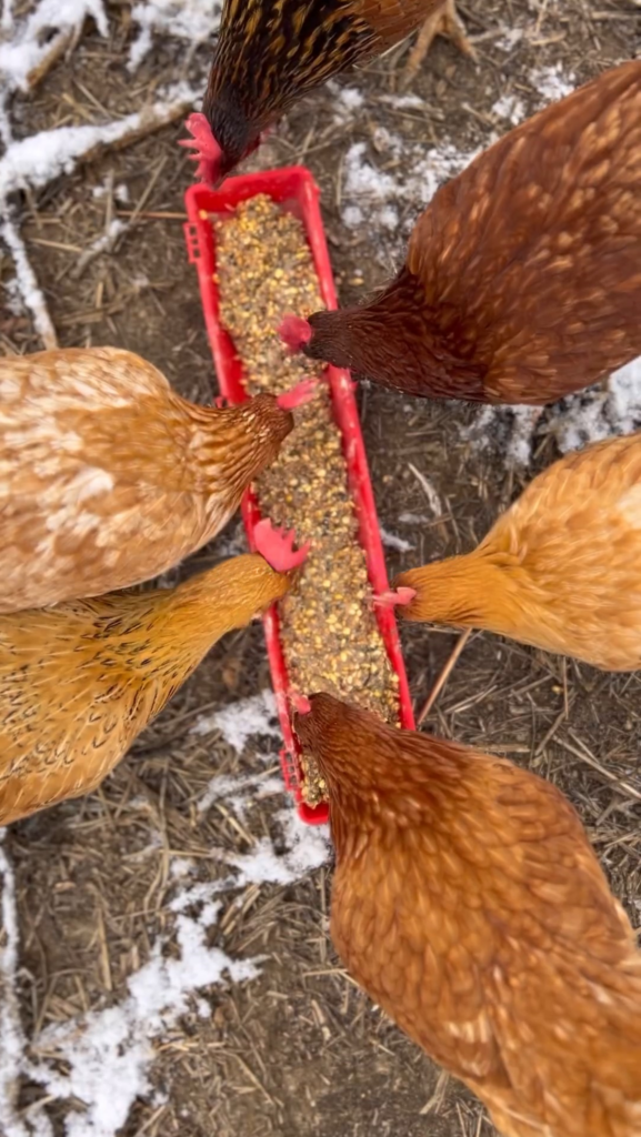 02 23 2024 lost oak sheep farm Hens Ferment Still 1