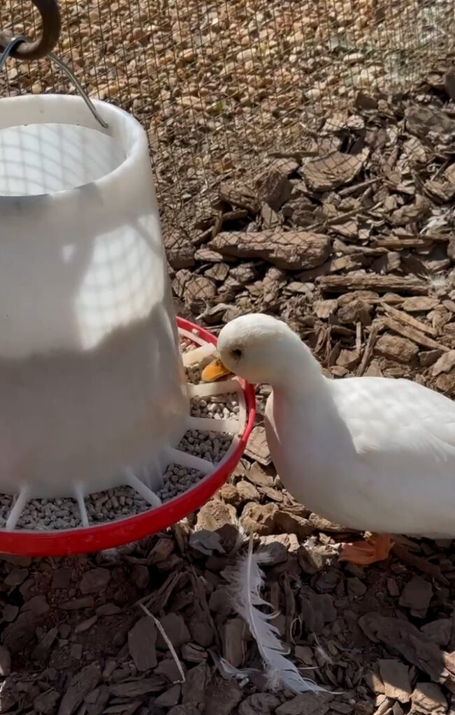 10032023 peachestopearls Duck Feeder Layer Pellets 2 e1734998232152