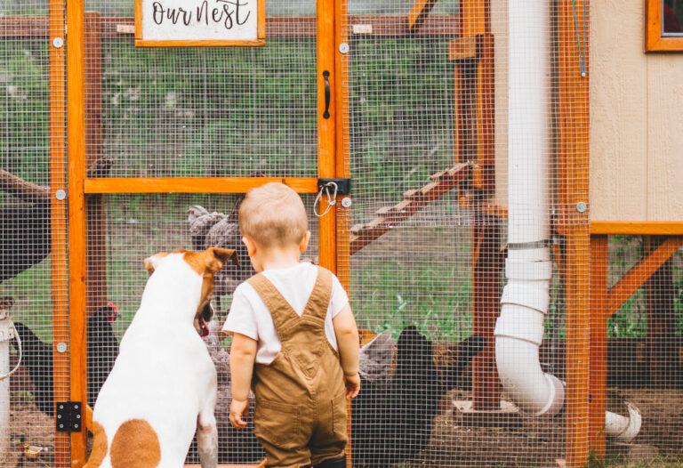 How to Introduce Dog and Chickens Scratch & Peck Feeds