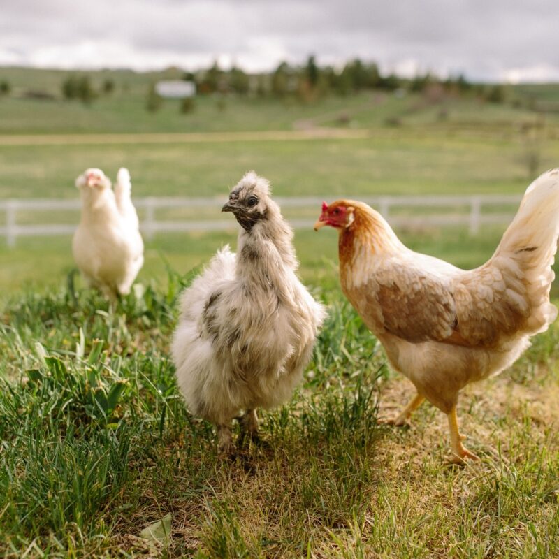 5 Tips to take portraits of your flockstars - Scratch & Peck Feeds BLU 6759 min 800x1200 1 edited