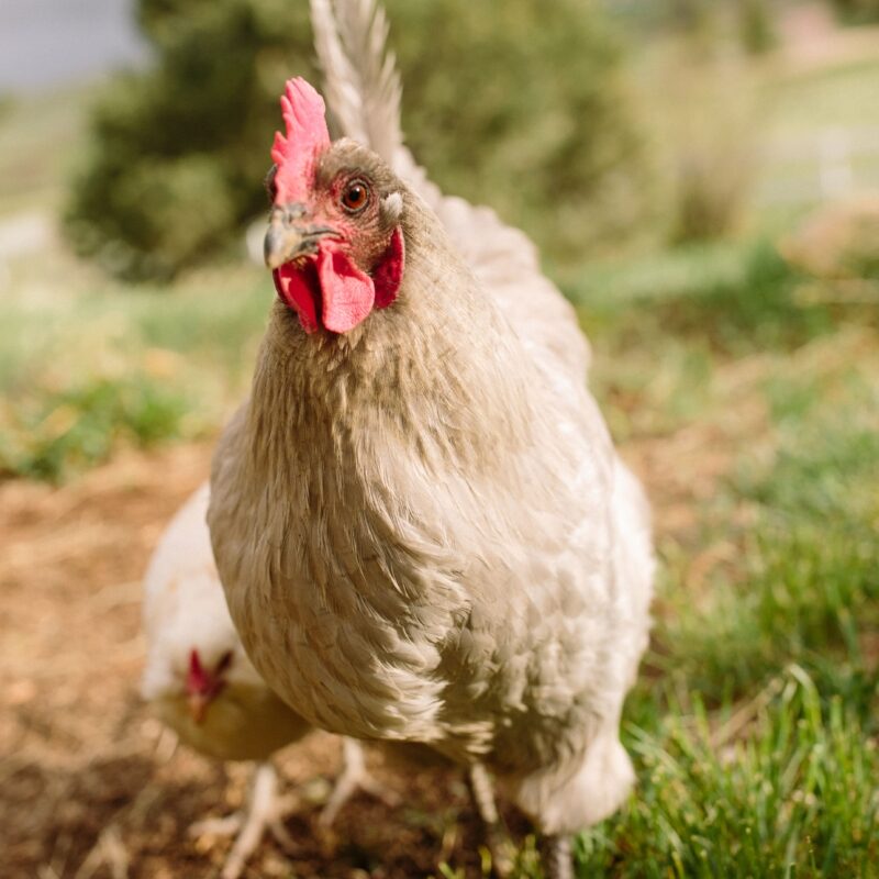 5 Tips to take portraits of your flockstars - Scratch & Peck Feeds BLU 6777 min 800x1200 1 edited