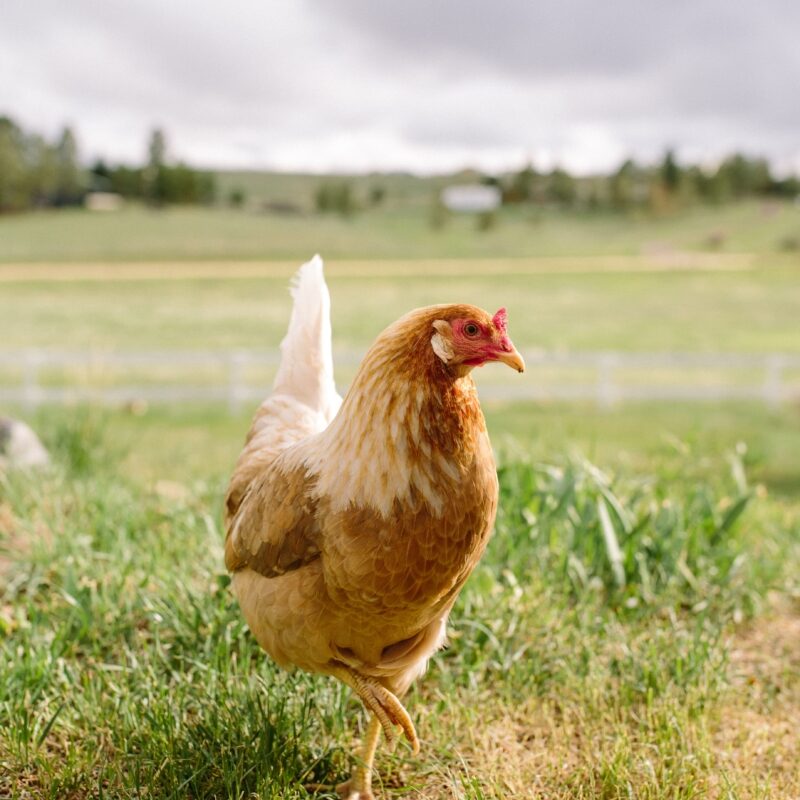 5 Tips to take portraits of your flockstars - Scratch & Peck Feeds BLU 6781 min 800x1200 1 edited
