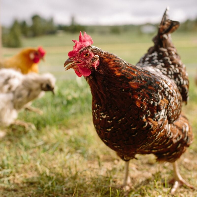 5 Tips to take portraits of your flockstars - Scratch & Peck Feeds BLU 6786 min 800x1200 1 edited
