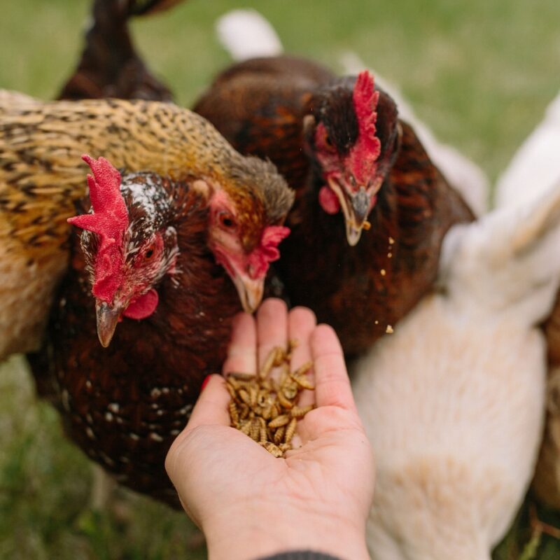 5 Tips to take portraits of your flockstars - Scratch & Peck Feeds BLU 6939 min 800x1200 2 edited