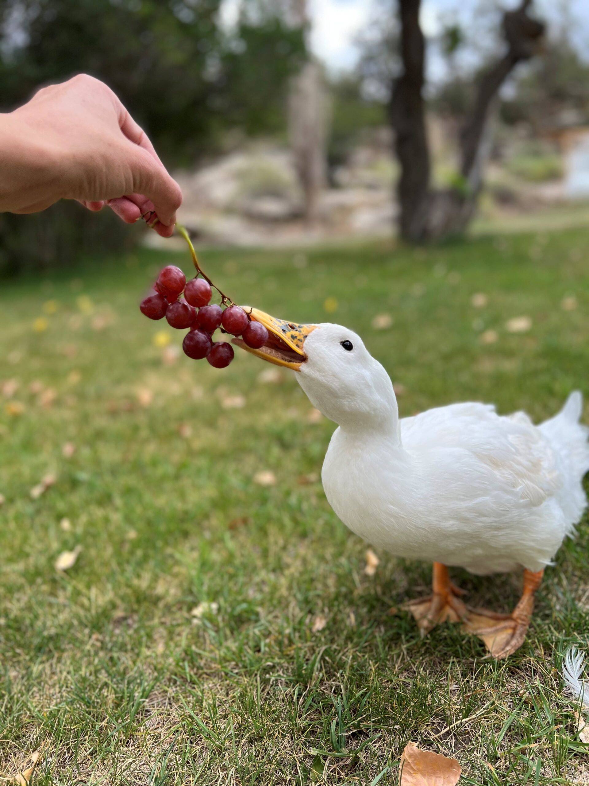 Fergie eating grapes scaled