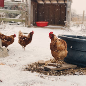 Three Chickens in the Snow