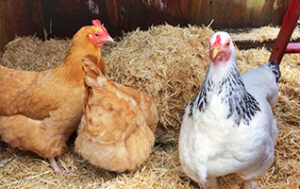 bedding-option-chicken-coops