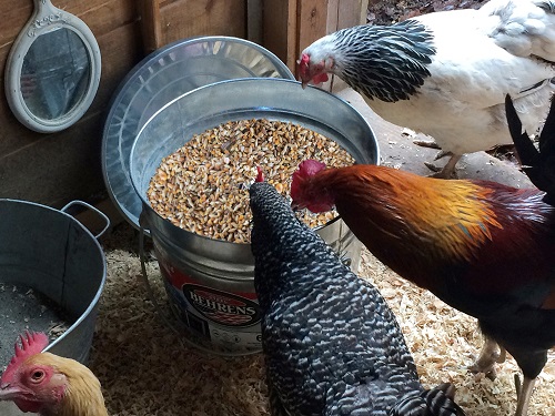 Organic NON GMO Chicken Feed