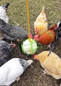 Feeding a Mixed Flock