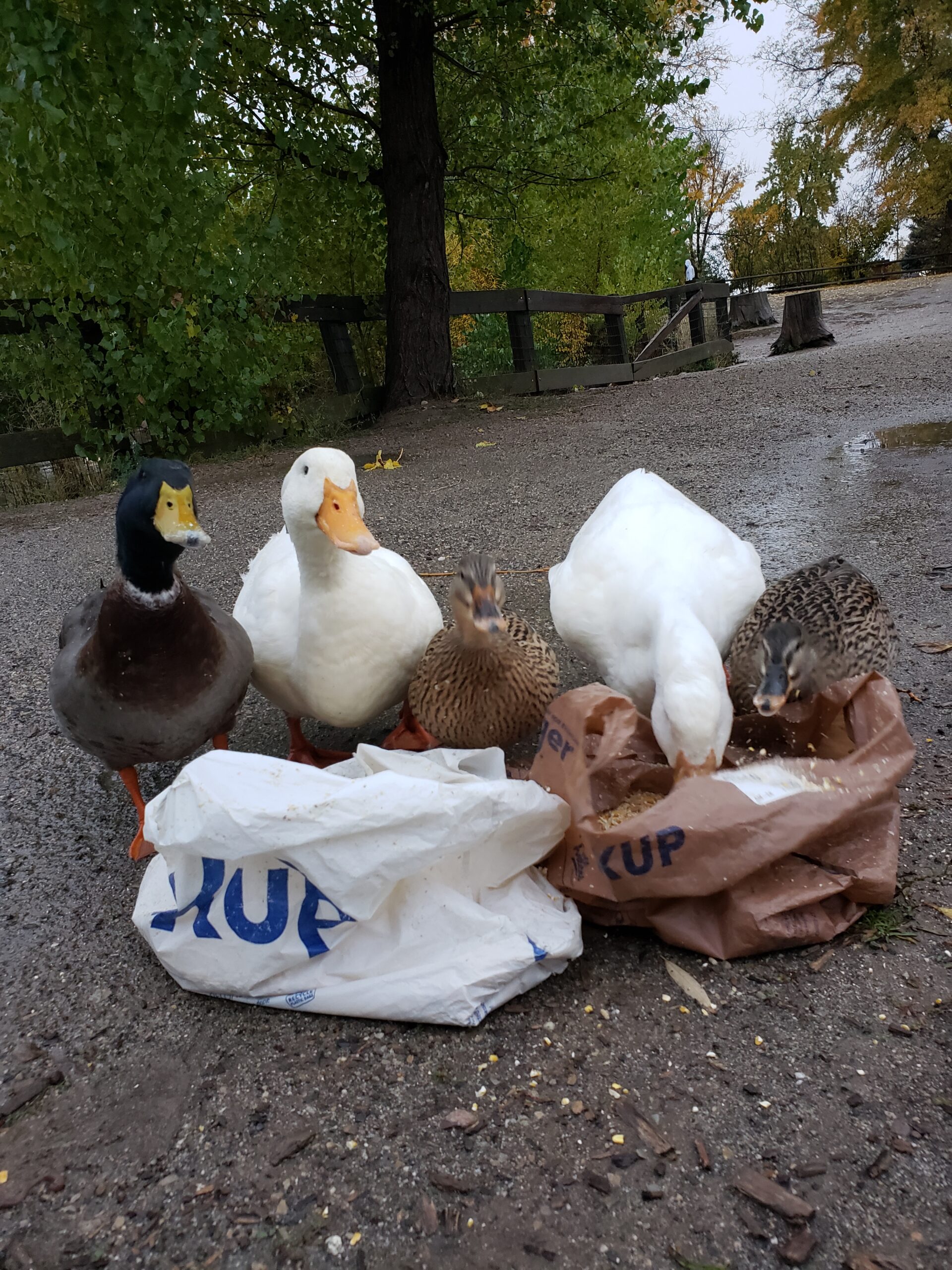 Learn About Duck Dumping - Scratch & Peck Feeds feeding time 002 scaled