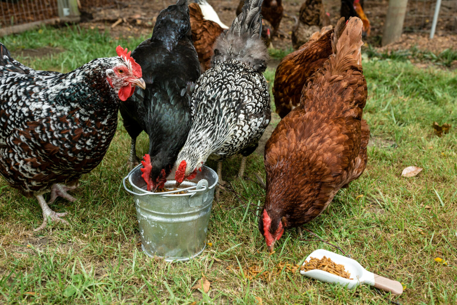 Chicken & Duck Resources - Scratch & Peck Feeds