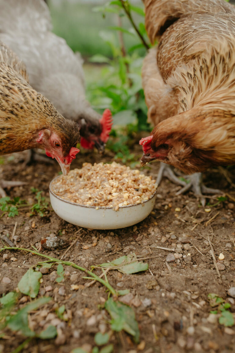 Organic Chicken Feed Scratch & Peck Feeds