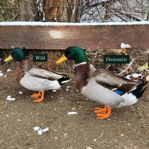 A wild duck is pictured on the left and a domestic duck on the right