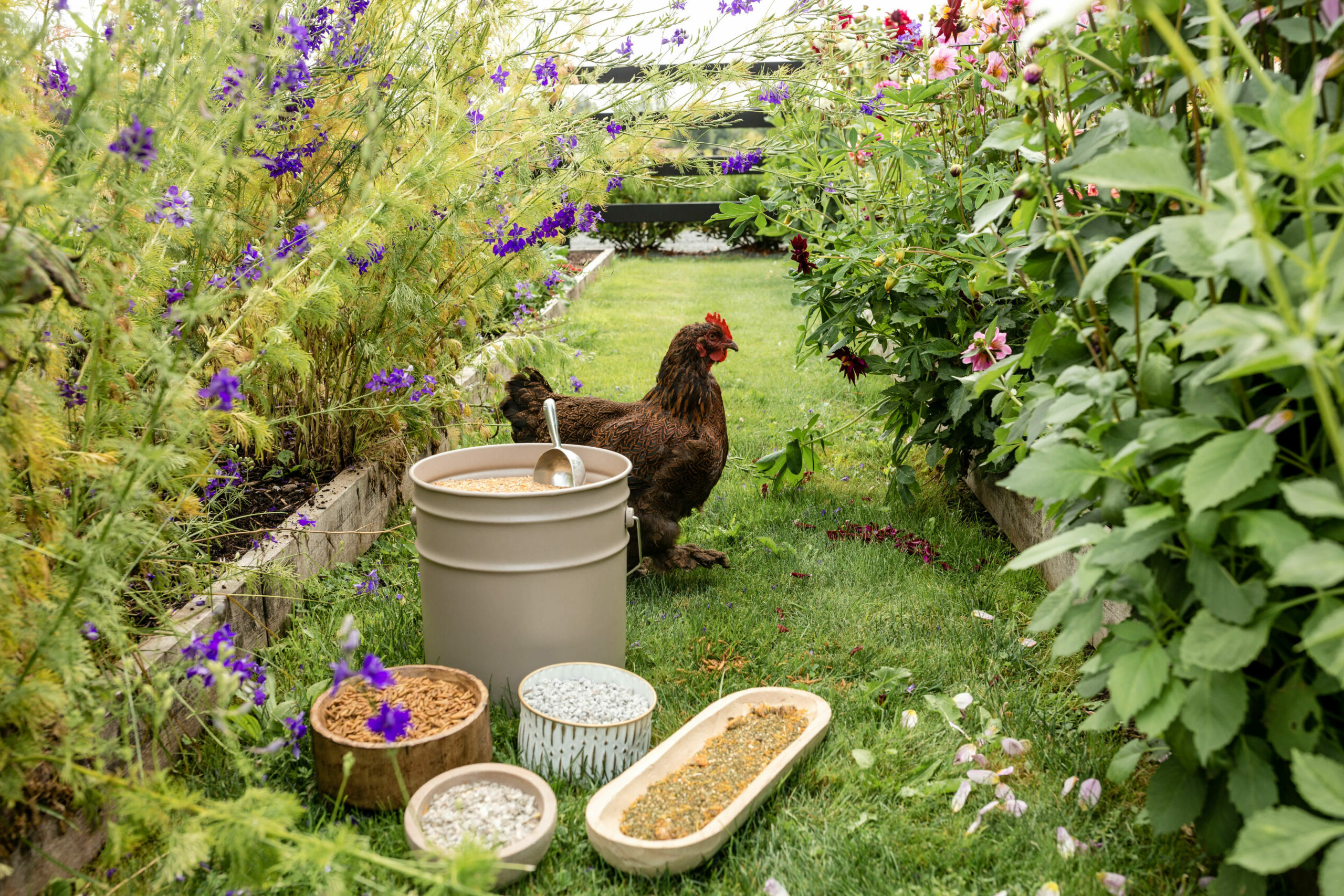 Home - Scratch & Peck Feeds our story 1 scaled 1 e1697575806329