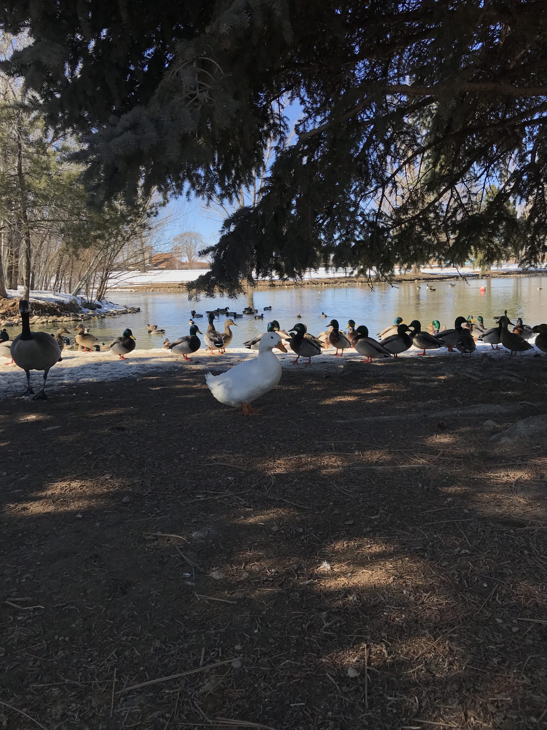 Learn About Duck Dumping - Scratch & Peck Feeds pond fergie 002 scaled