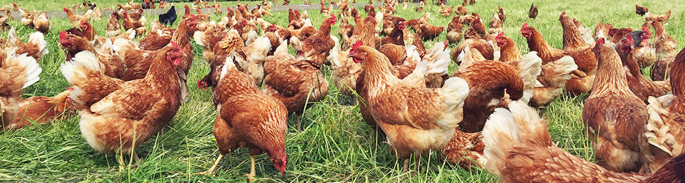 prevent salmonella backyard chickens