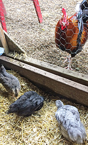 Feeding a Mixed Flock