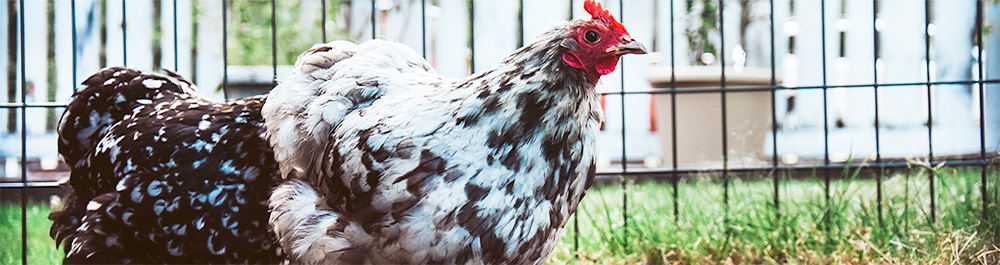 scratch peck feeds chicken ordinances1