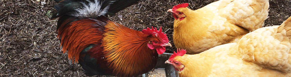 scratch peck feeds mixed flock