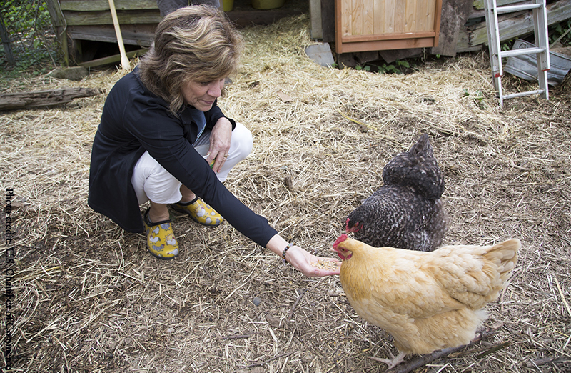 scratch peck feeds organic chicken 1