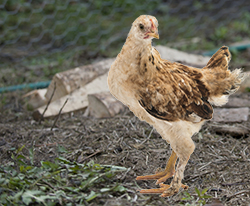 scratch peck feeds pullet