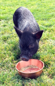 scratch-peck-organic-mini-pig-feed