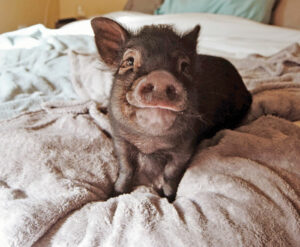 The Wonderful World of Mini Pigs - Scratch & Peck Feeds walter mini pig