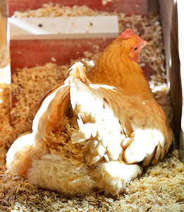 wood-shavings-coop-bedding