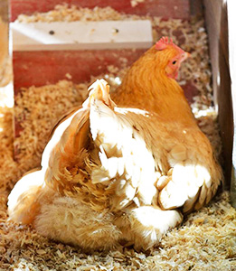 wood-shavings-coop-bedding