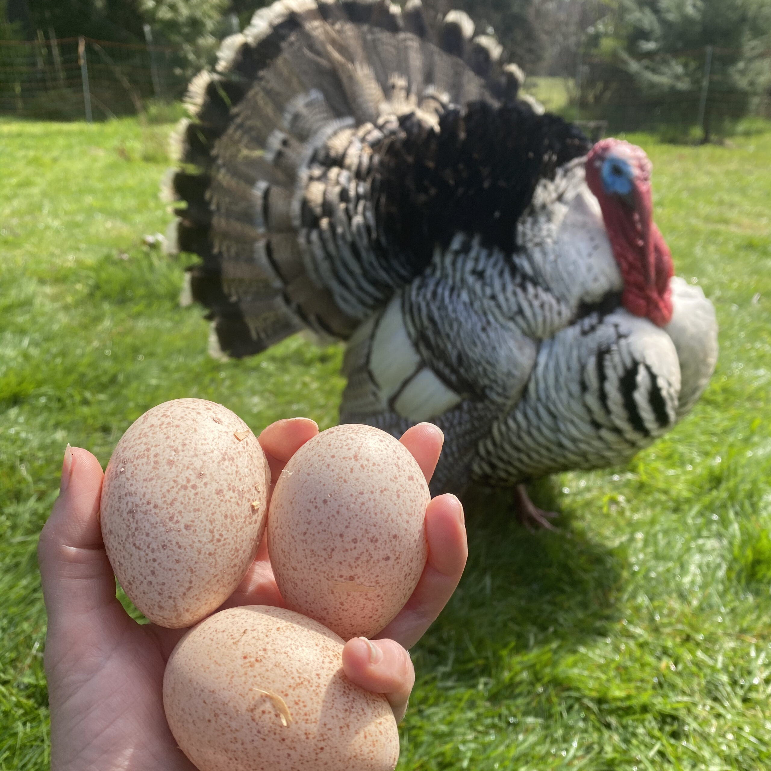 turkey eggs hand ringo scaled