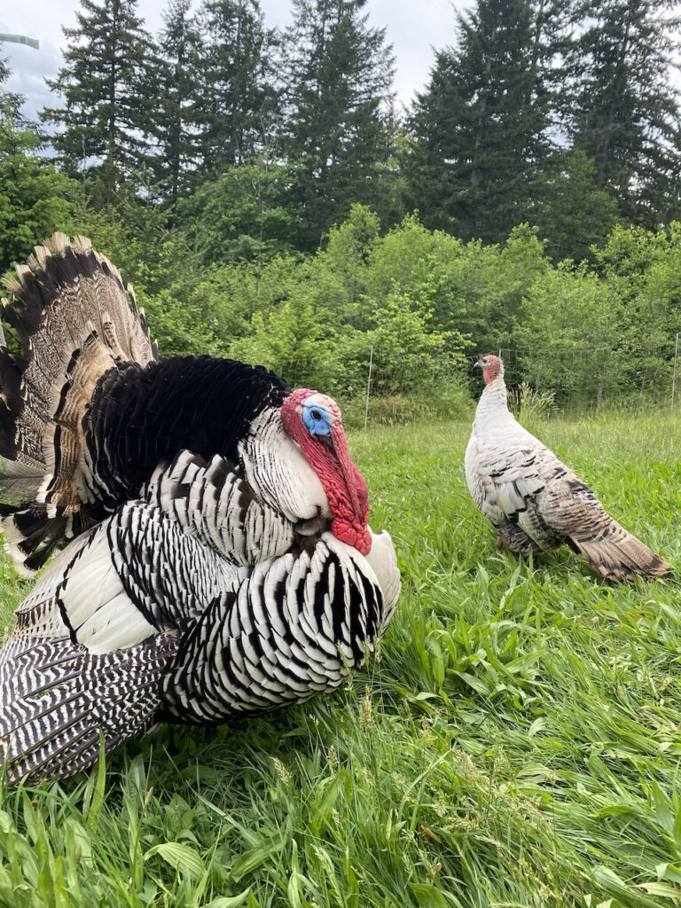 turkey pair