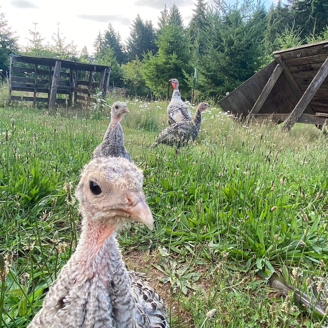 turkey poults