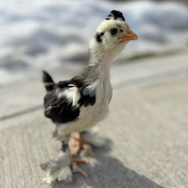 Chick outside purely chickens