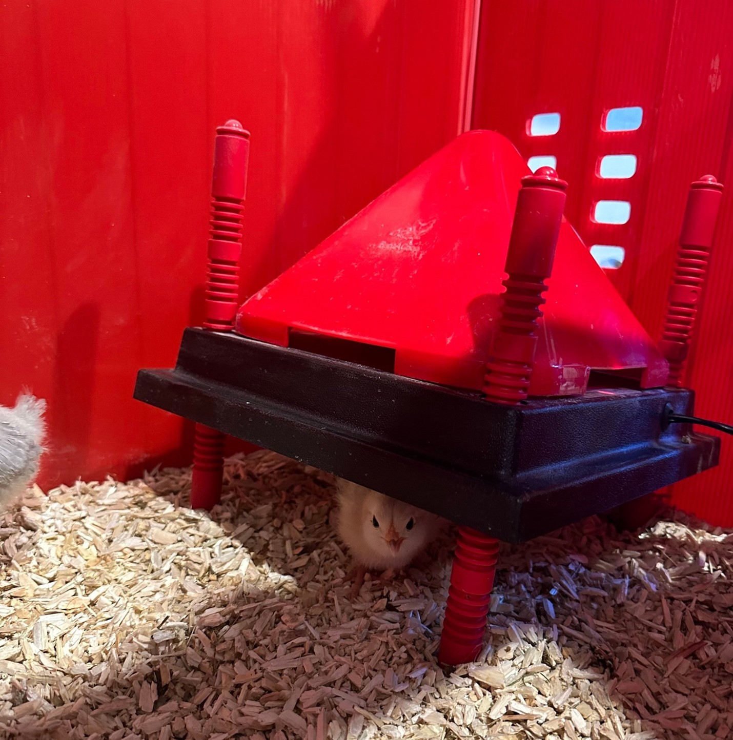 Chicks under brooder plate for common chick issues