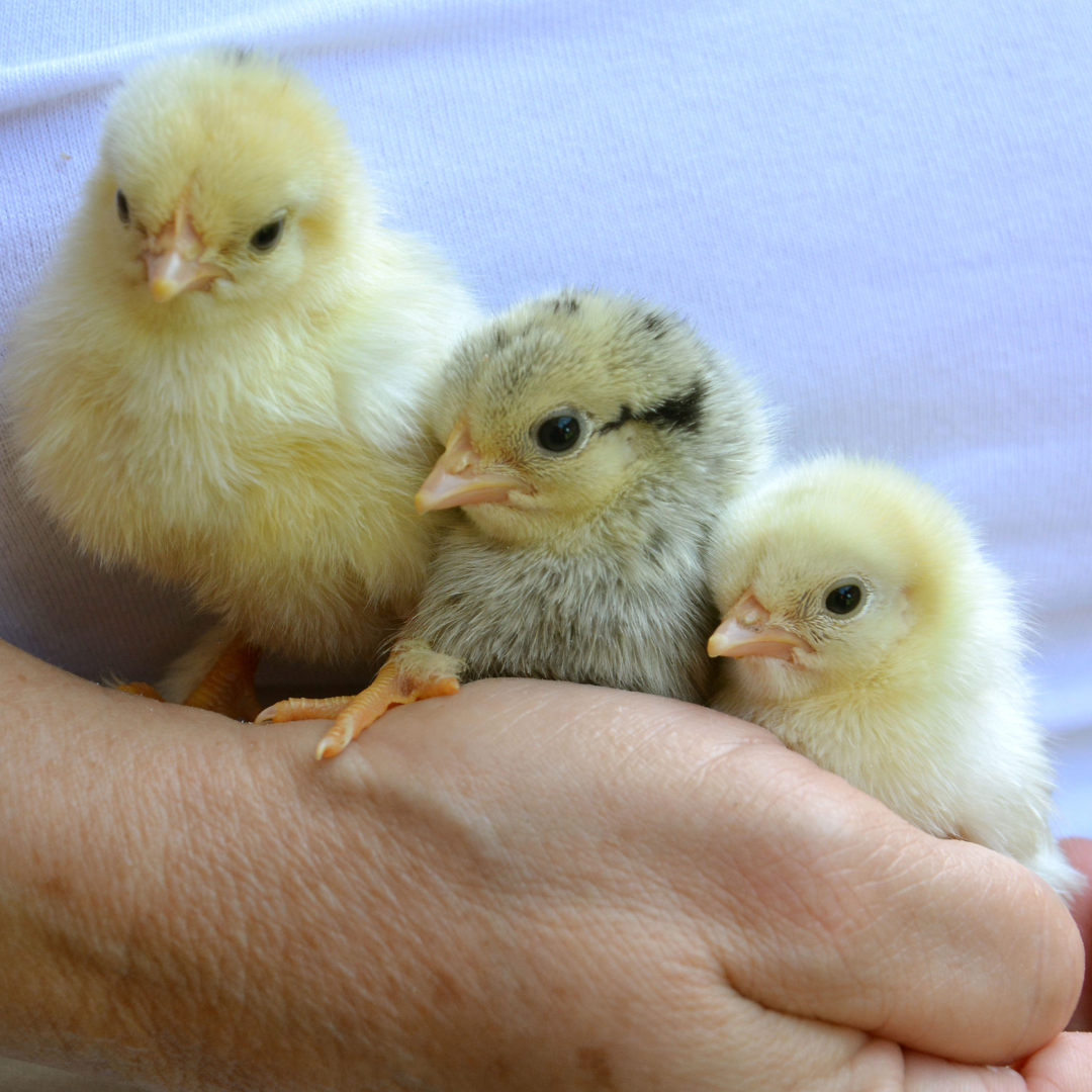 Choosing breeds for your coop blog 2