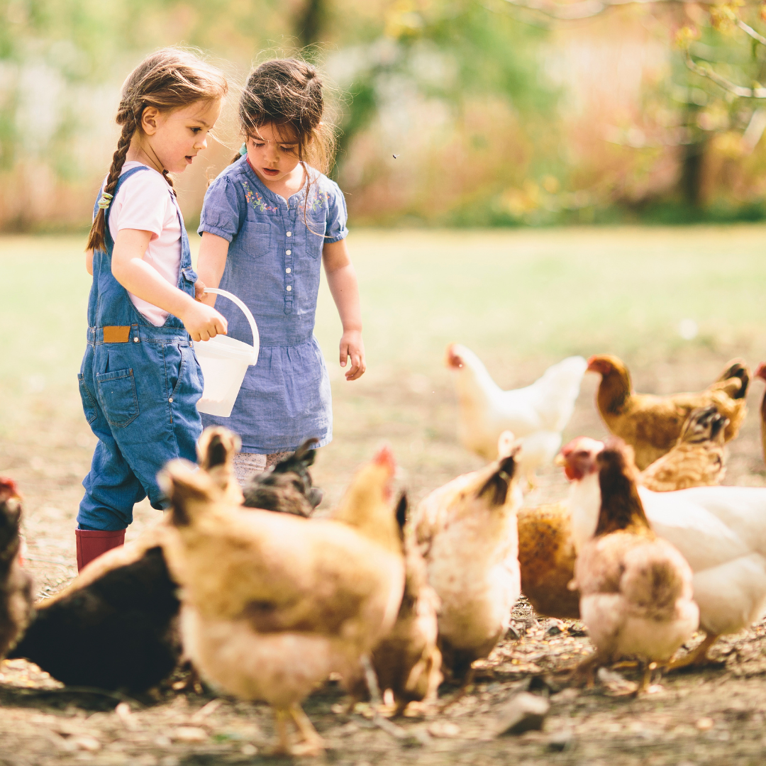 Choosing breeds for your coop blog 3