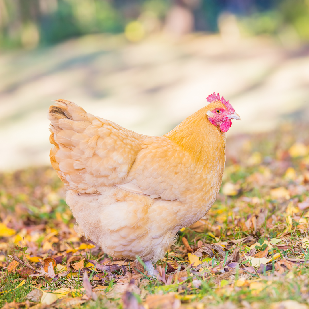 Choosing breeds for your coop blog
