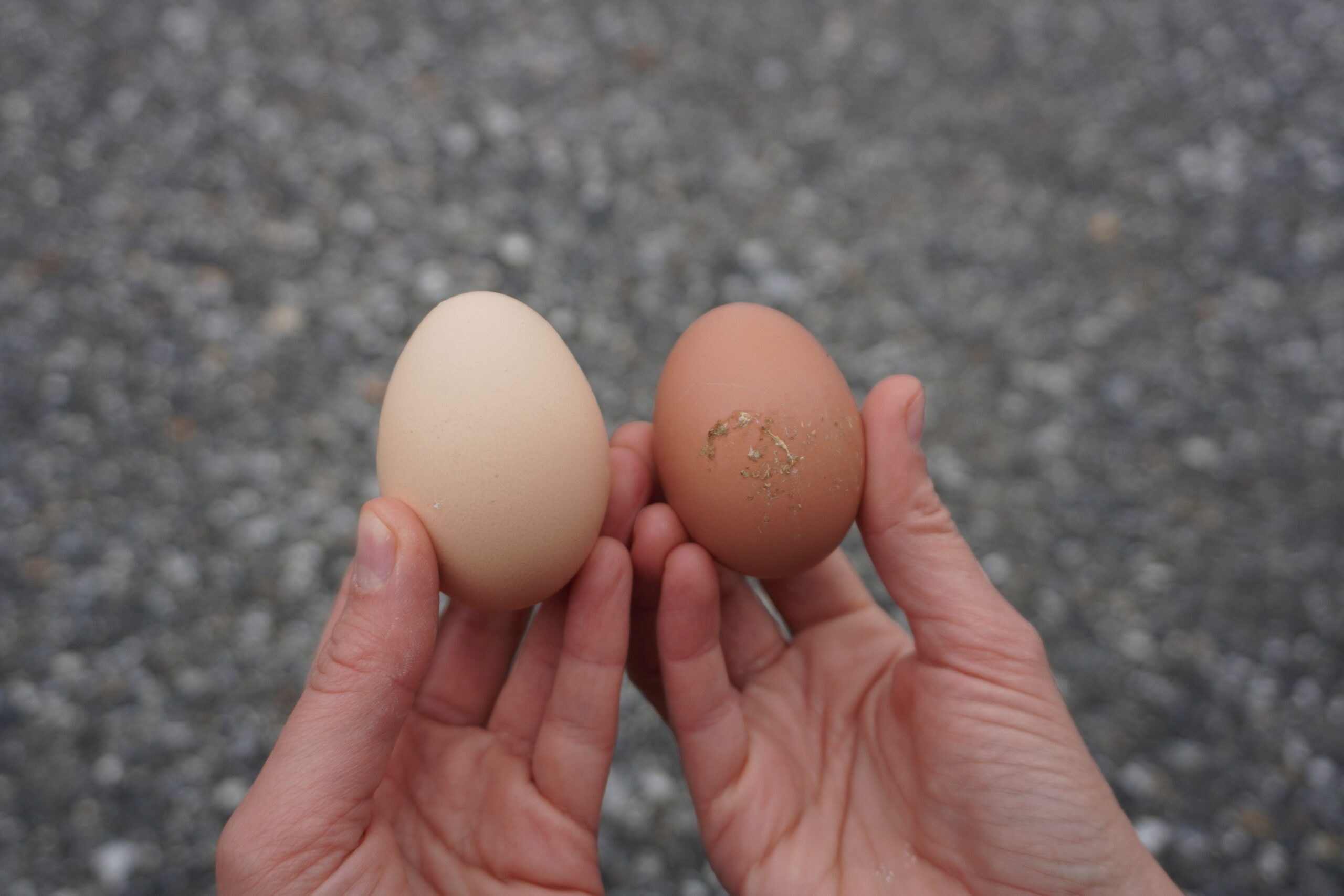 hands holding a clean versus soiled egg