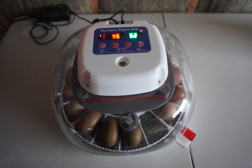 incubator with eggs inside, with temperature and humidity controls displayed