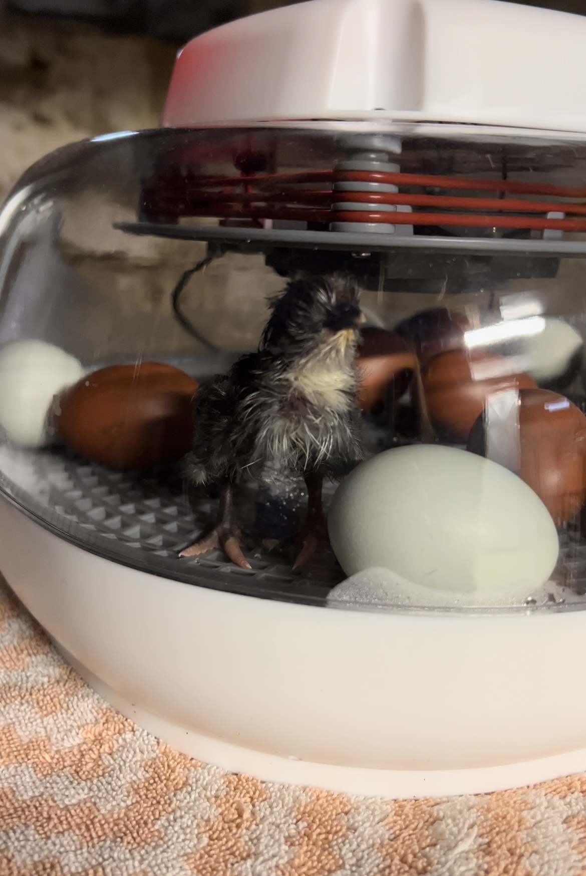 newly hatched chick standing in the incubato