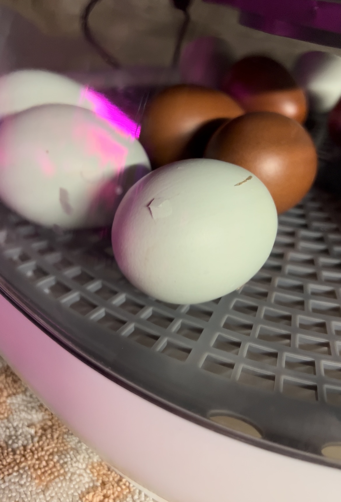 egg in incubator with pip crack in shell