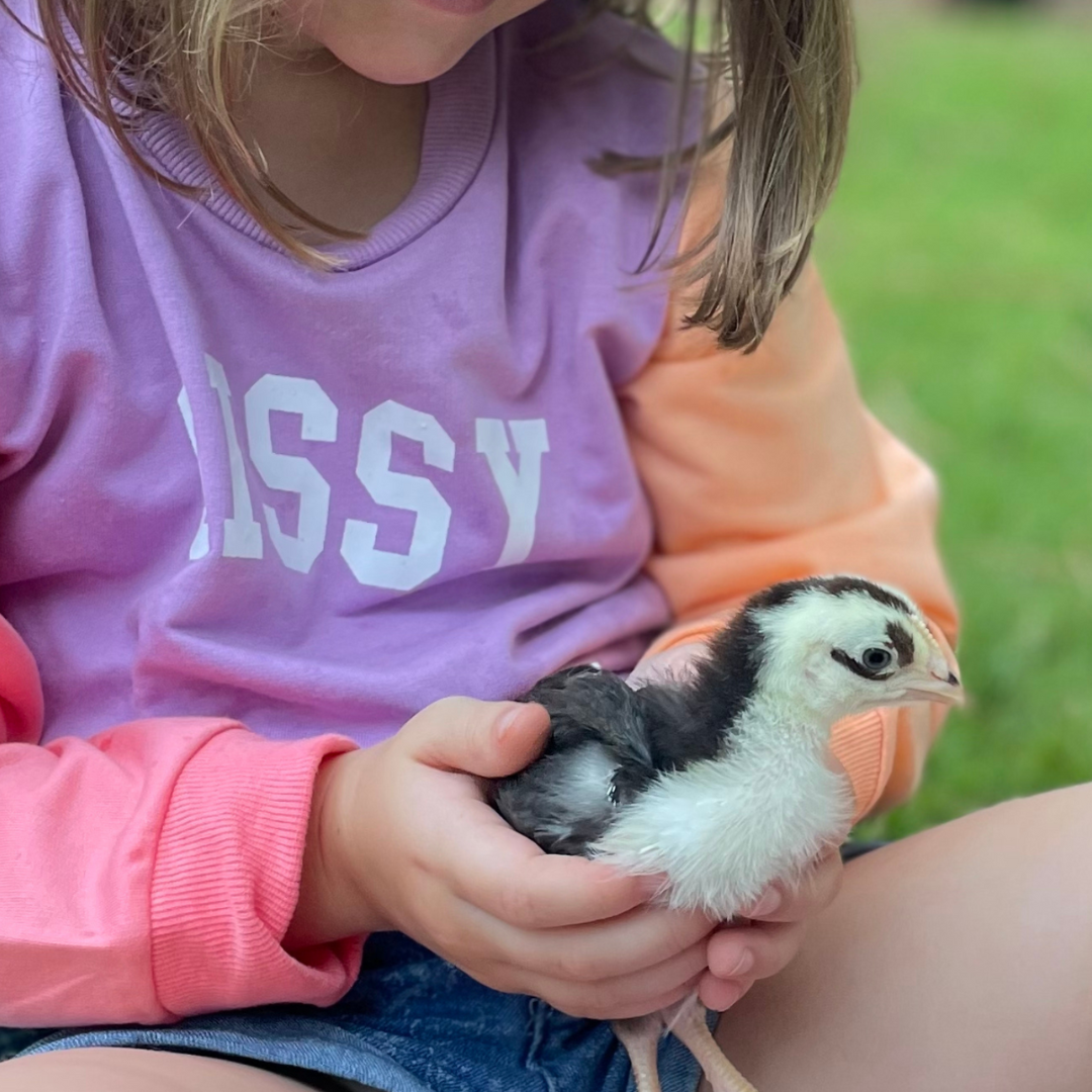 Swedish Flower Hen Chick